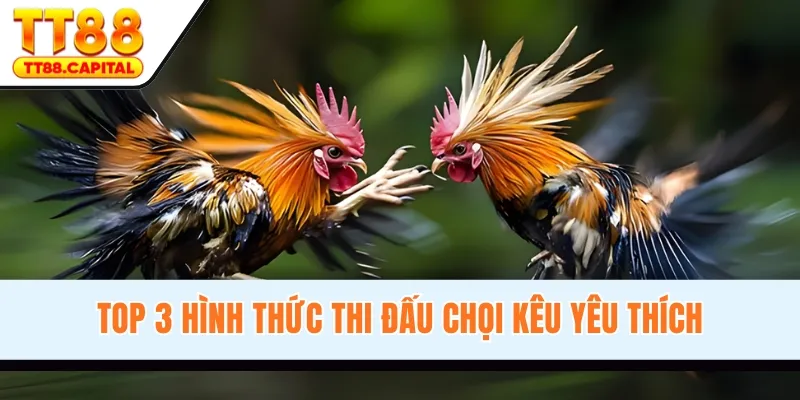 Top 3 hình thức thi đấu chọi kêu yêu thích